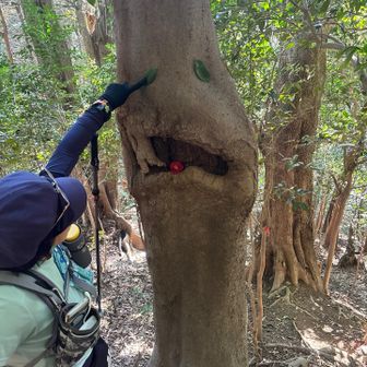 今度は葉っぱ🌱で。
おかしな顔なり😃