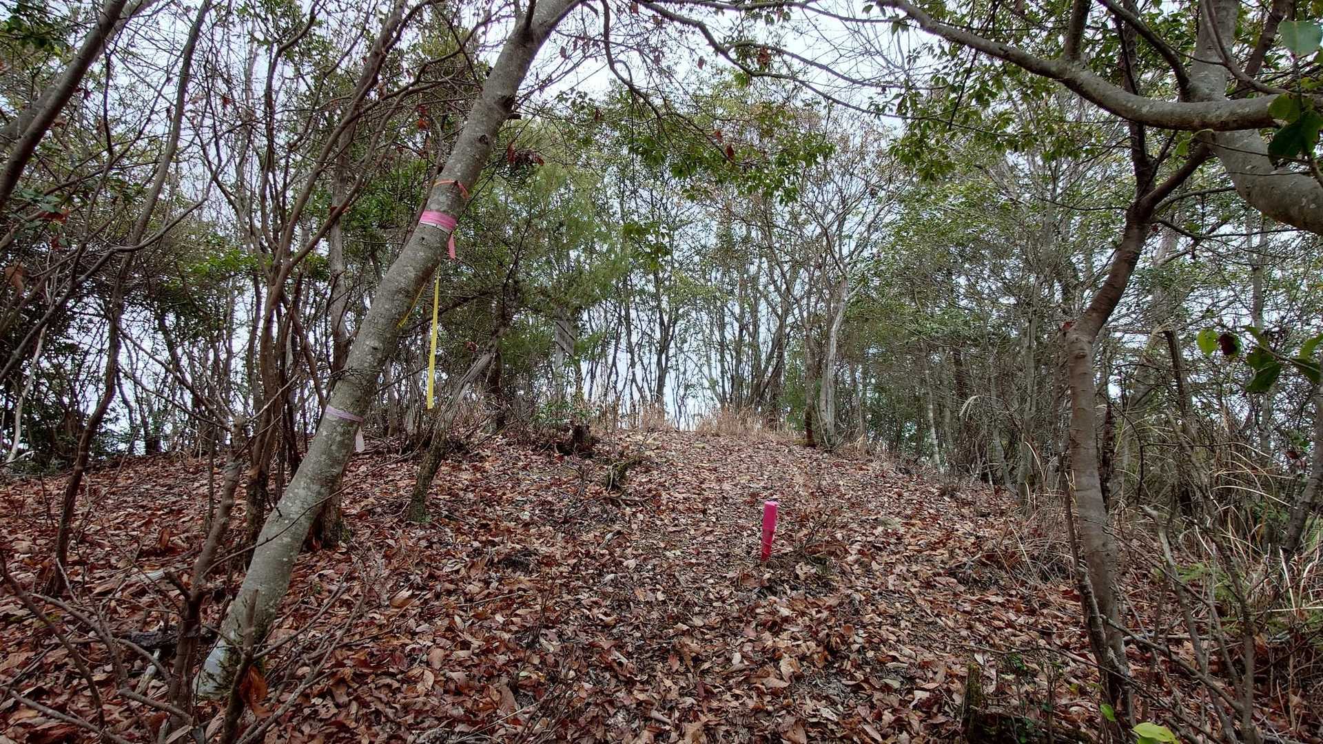 カラタチ山🚩の全体写真｡
こんな感じの山頂です。