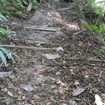 木道に穴あり、階段の木も朽ちている。登山道に敷かれたコンクリの下の土が崩れて、コンクリが傾いている所も1箇所では済まなかった。