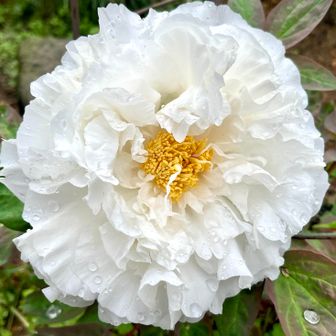 田舎庭おじさん