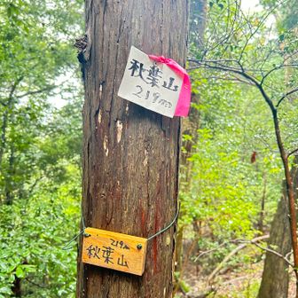 秋葉山へ向かう途中
道すぐ横の茂みに大型カモシカがいました
ガサッと音がして爆速で駆けていきました
驚かせてｺﾞﾒﾝﾅｻｲ🙇‍♂️