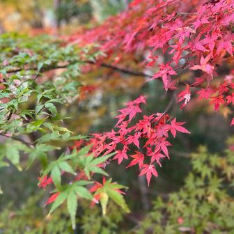 赤紅葉と青紅葉