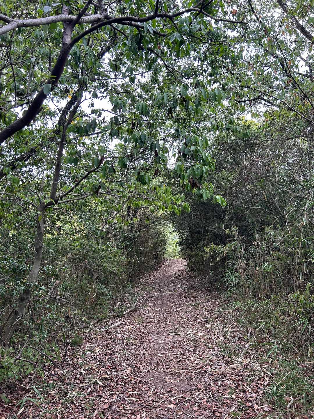 穴虫峠-ダイトレ北入口-二上山 往復コースの写真