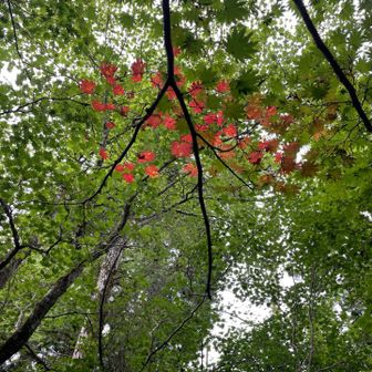 紅葉🍁