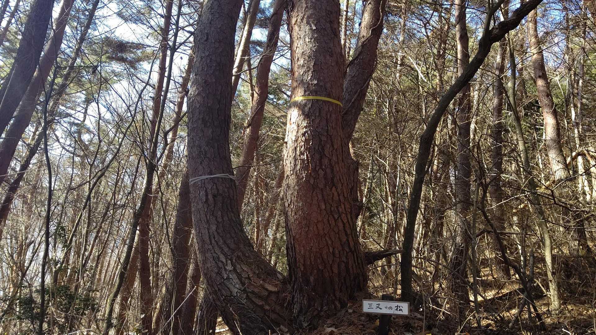 生命力を感じる三又の松🌳