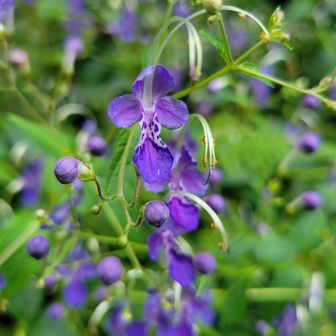 何の花かな？
カリガネソウだと思います。