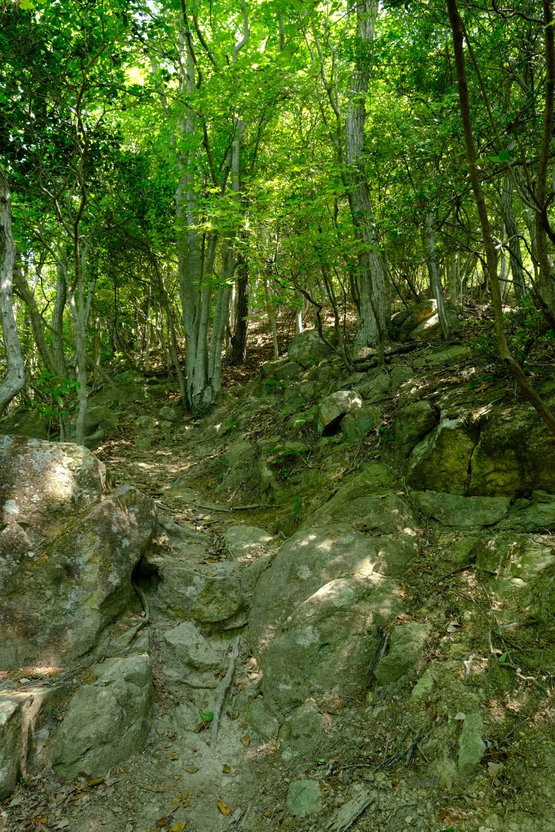『奥の峰』を過ぎたコル部から、再び上り坂は傾斜を増していく。ちなみにこの日は非常に天気が良かったものの、その分アップダウンを繰り返しつつ歩いていると、若干の暑さに苦しめられることとなった。もっとも、筆者が北東北の涼しい気候に慣れ過ぎてしまっているせいもあるのかもしれないが・・・。