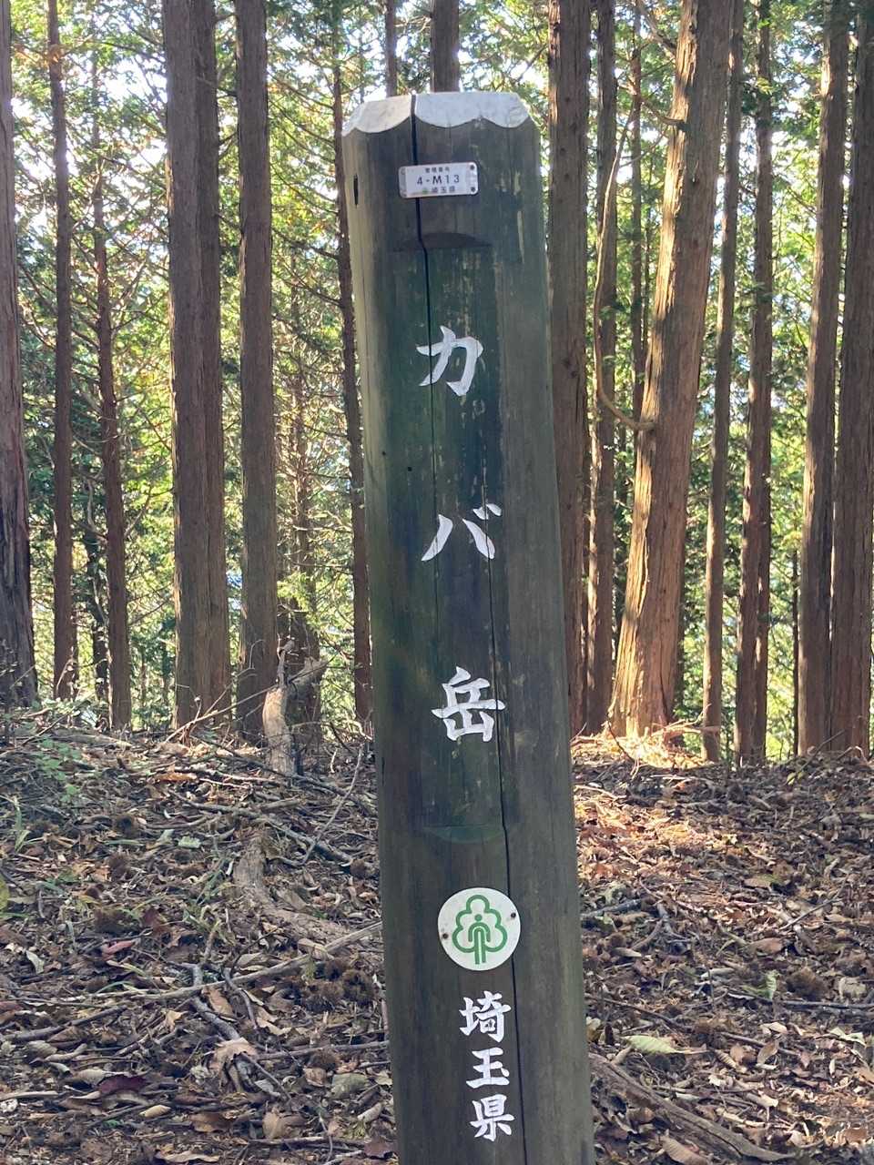 オラみたいな　バカだけ　が登る