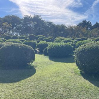 ここら辺が【ツツジ山】❓