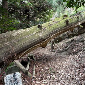 千年杉きた〜。屋久島で見た以来。
この寒さなのにあったかいんだから〜