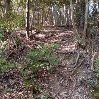 上がってみたり😆