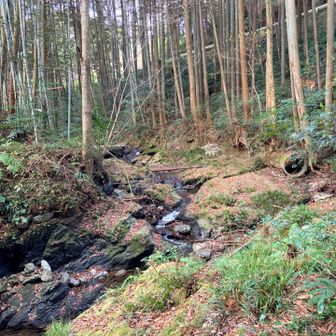 沢を渡って行きます