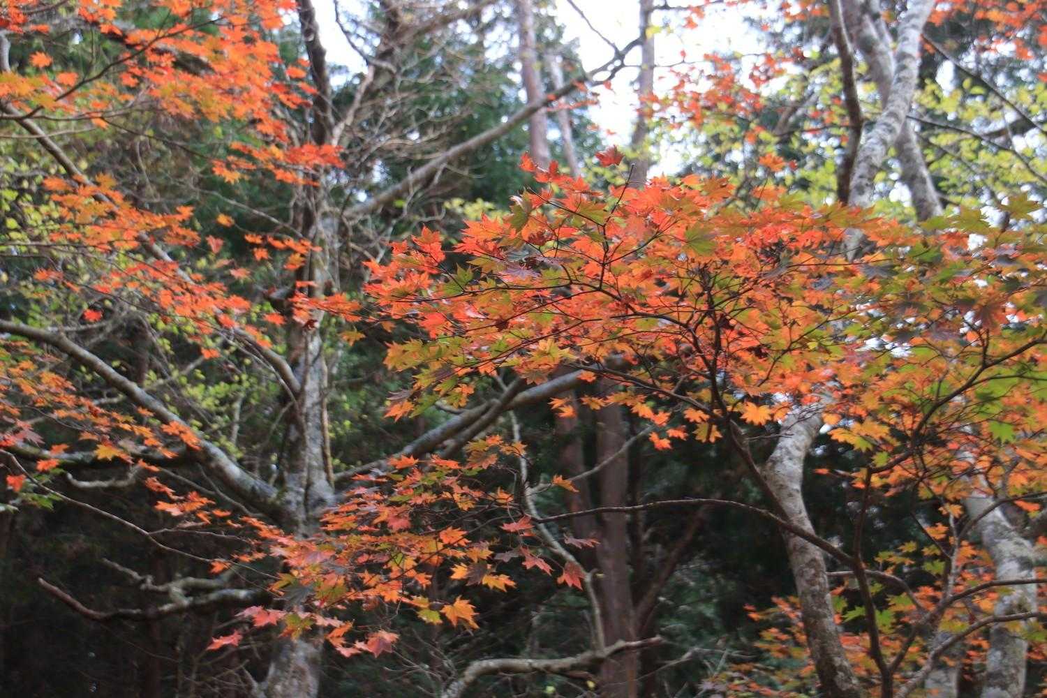 🍁