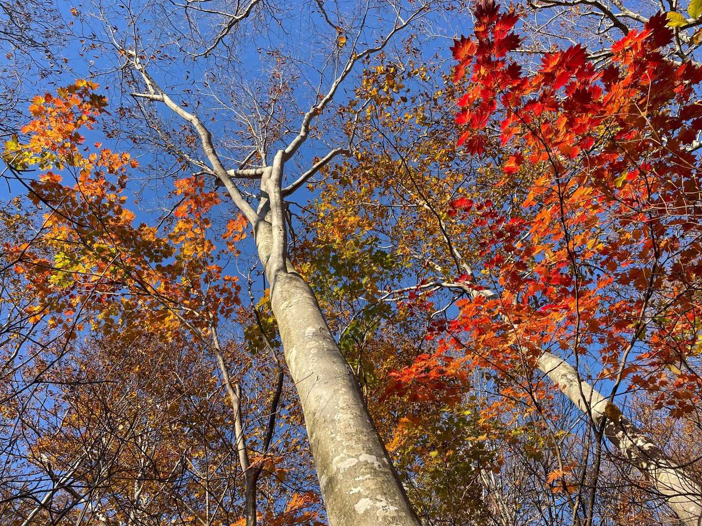　帰りの方が　紅くなってる気がします👍