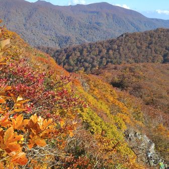 仙台カゴの紅葉が1番キレイだったなぁ🤩