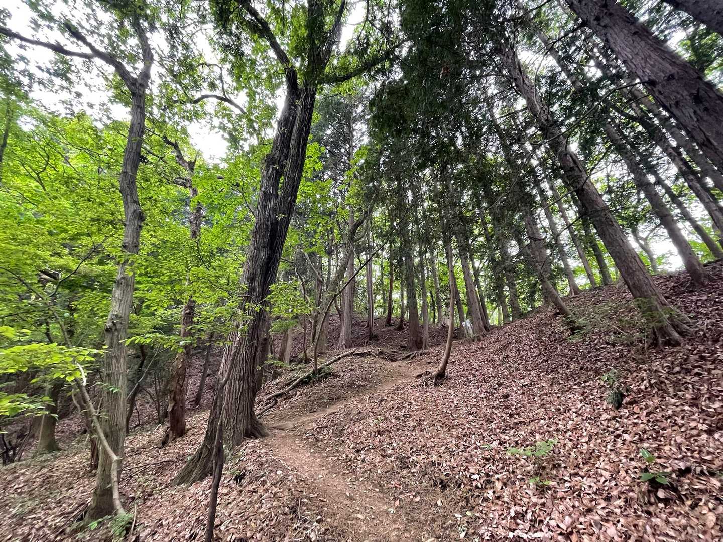新緑の気持ちいい登山道✨