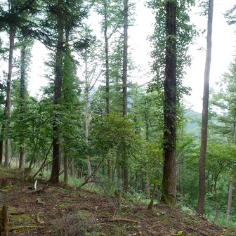 高坪山はこの辺？