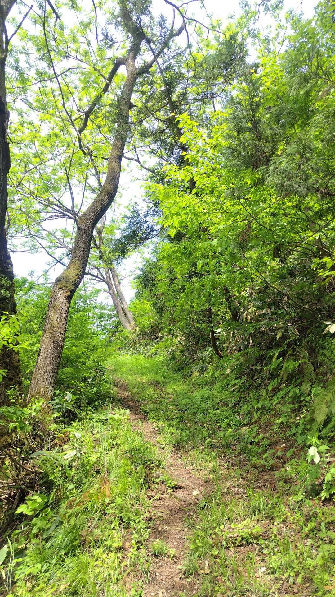 登山道はキレイだった。