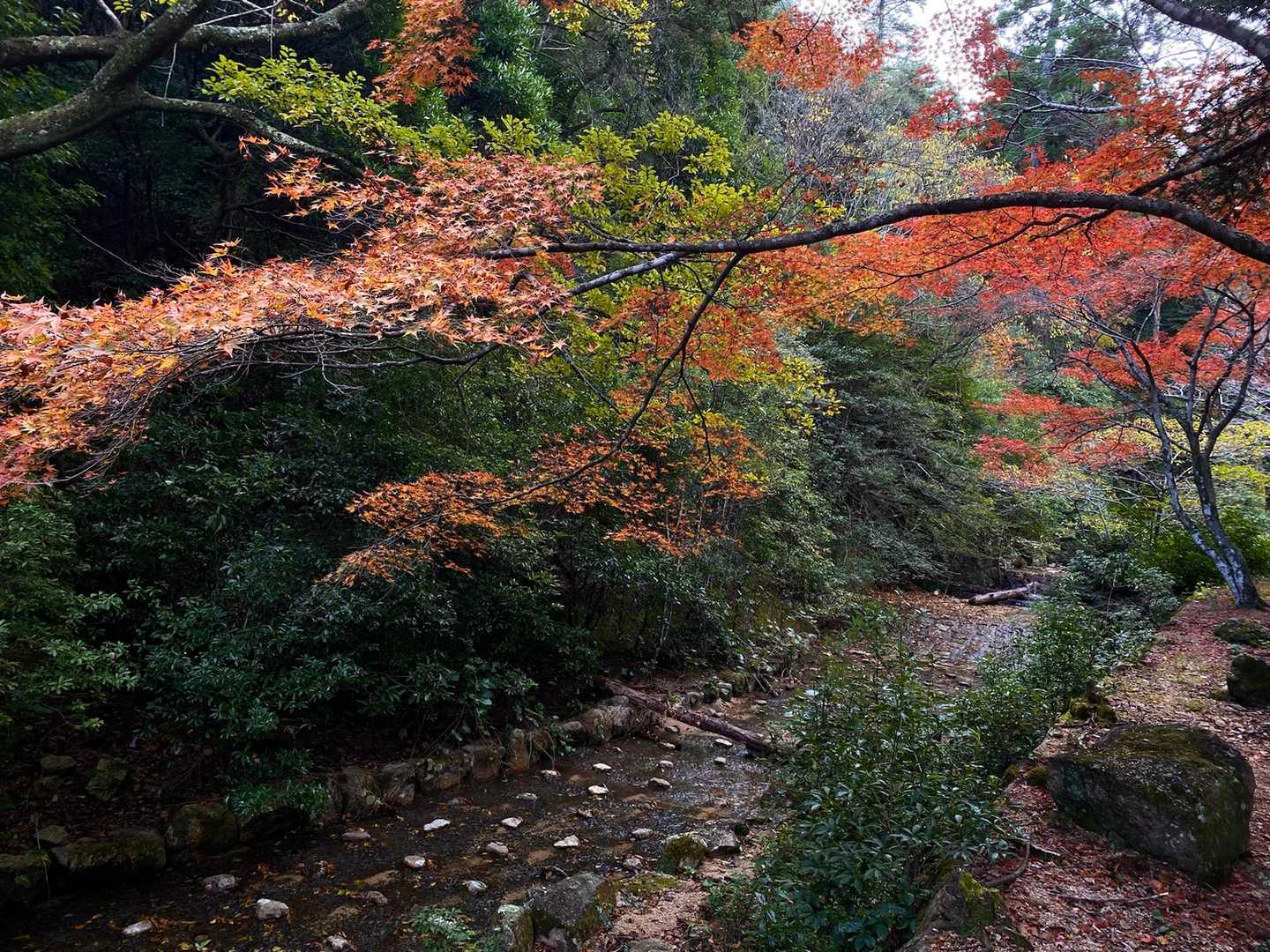 やはりふもとの方が紅葉はキレイですね。