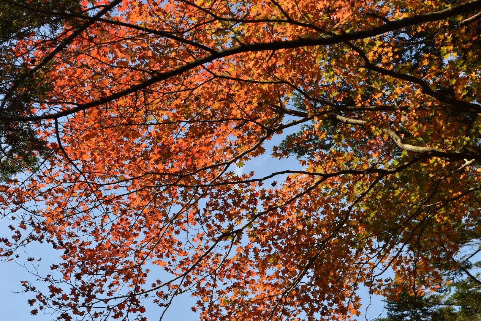 沢沿いは水分豊富だからか、紅葉が美しい。
