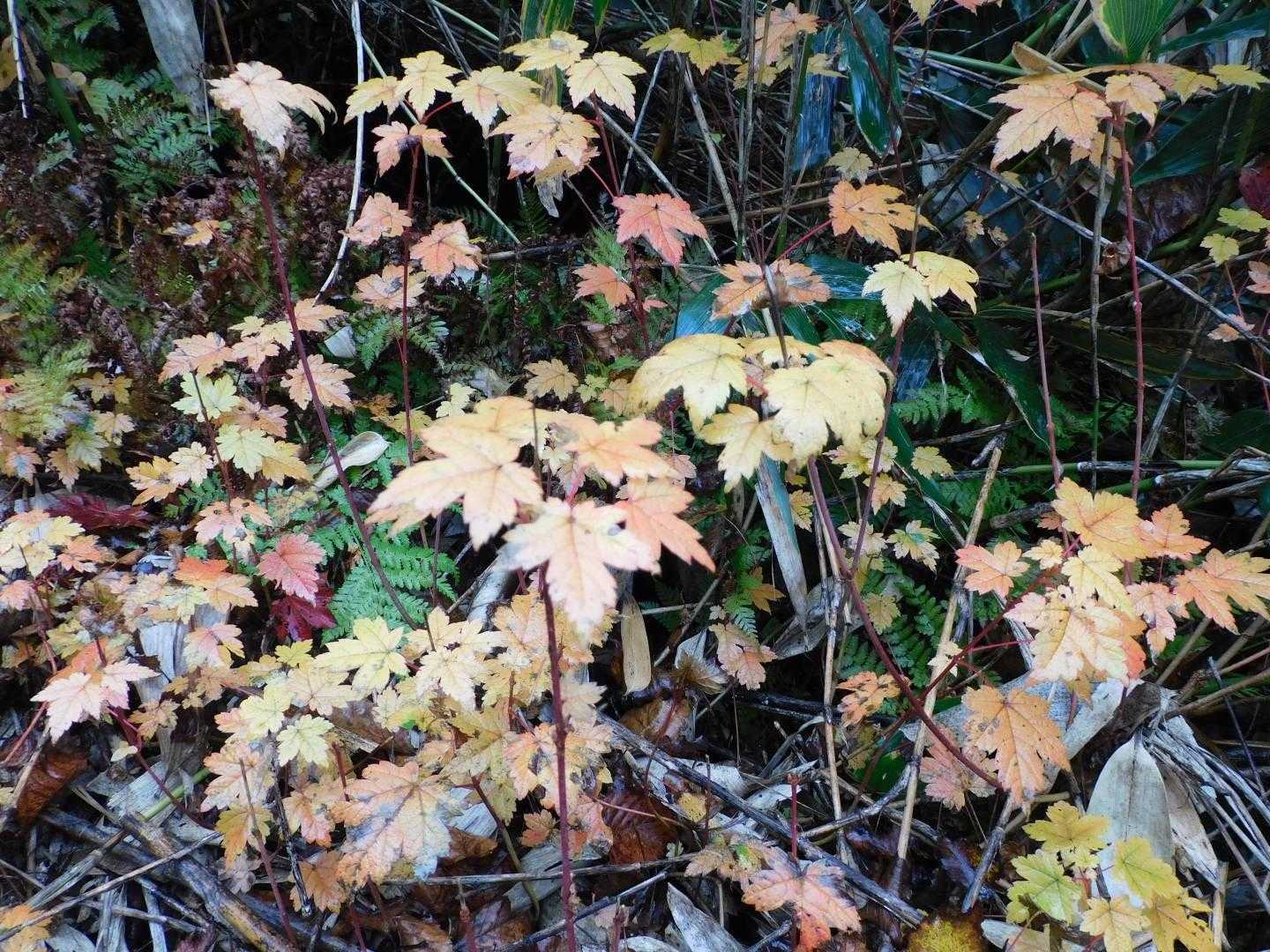 🍁