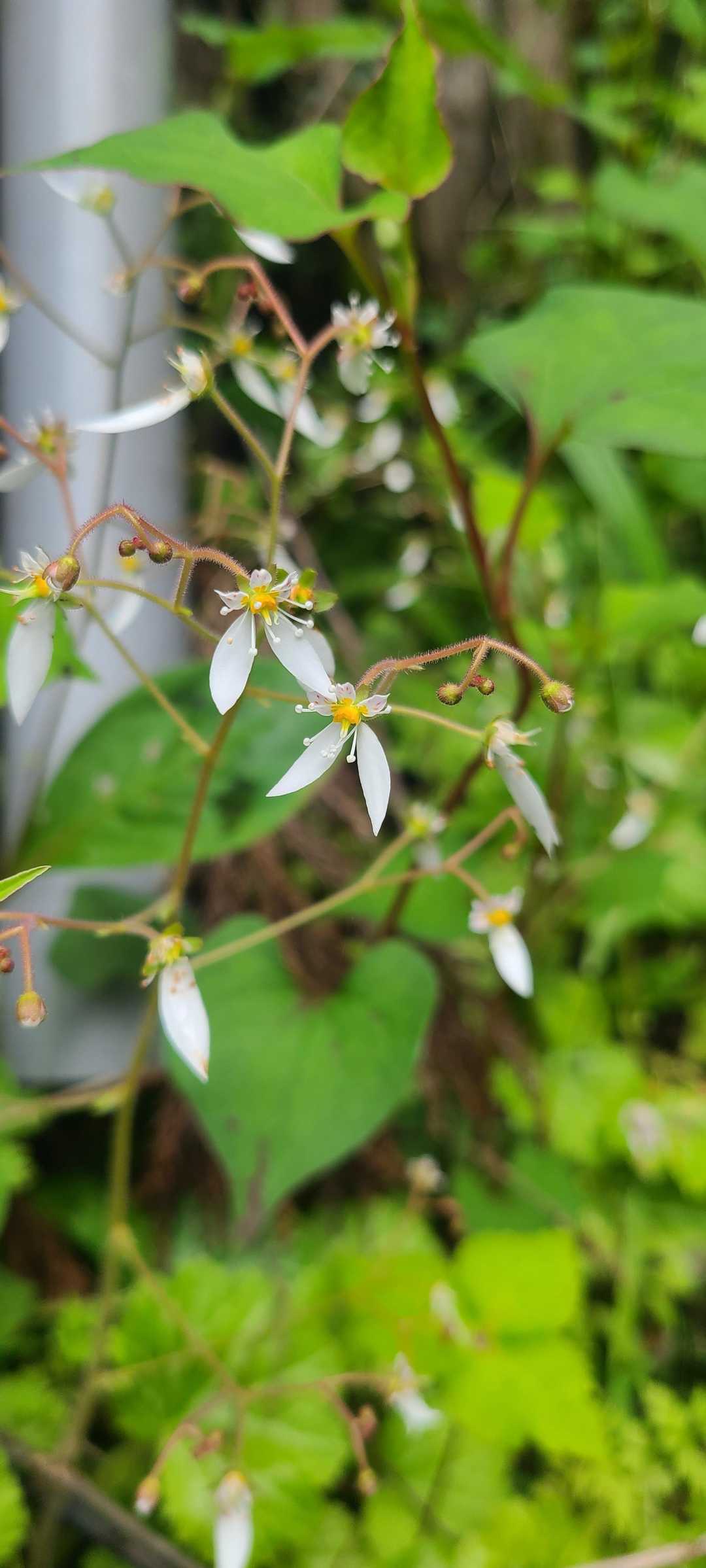 ユキノシタ