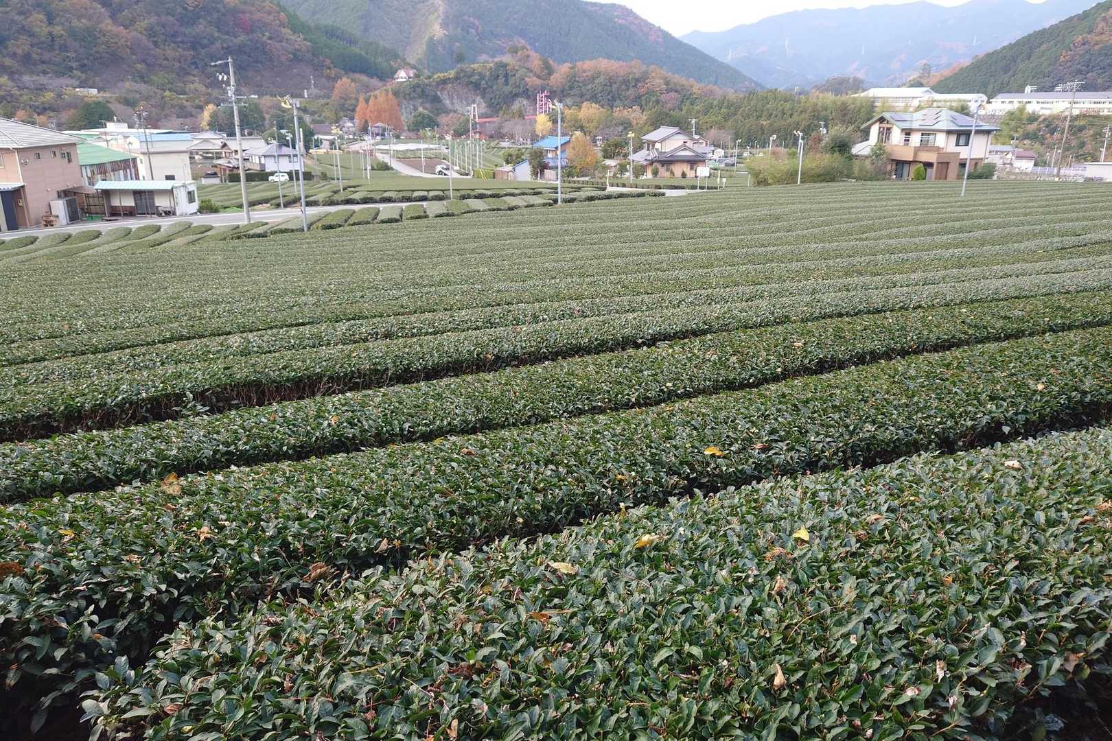 ふぅ～
出ました。