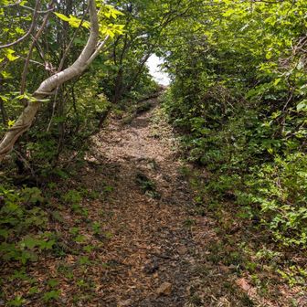 もしかしての雰囲気、やっと頂上か？