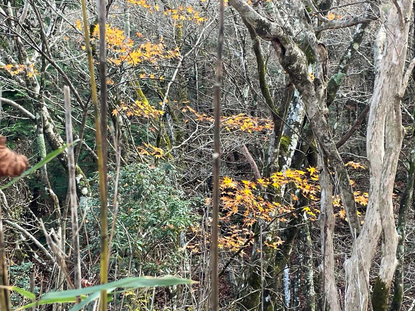 十里木高原バス停-越前岳-呼子岳 往復コースの写真