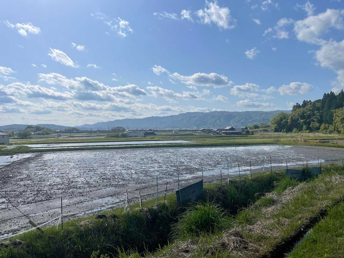 田植えの準備中