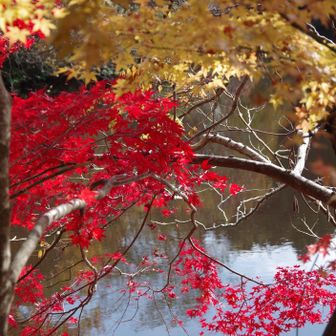 若草山・芳山・高円山 赤も黄色も緑も
