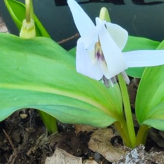 山頂の白いカタクリかわゆい