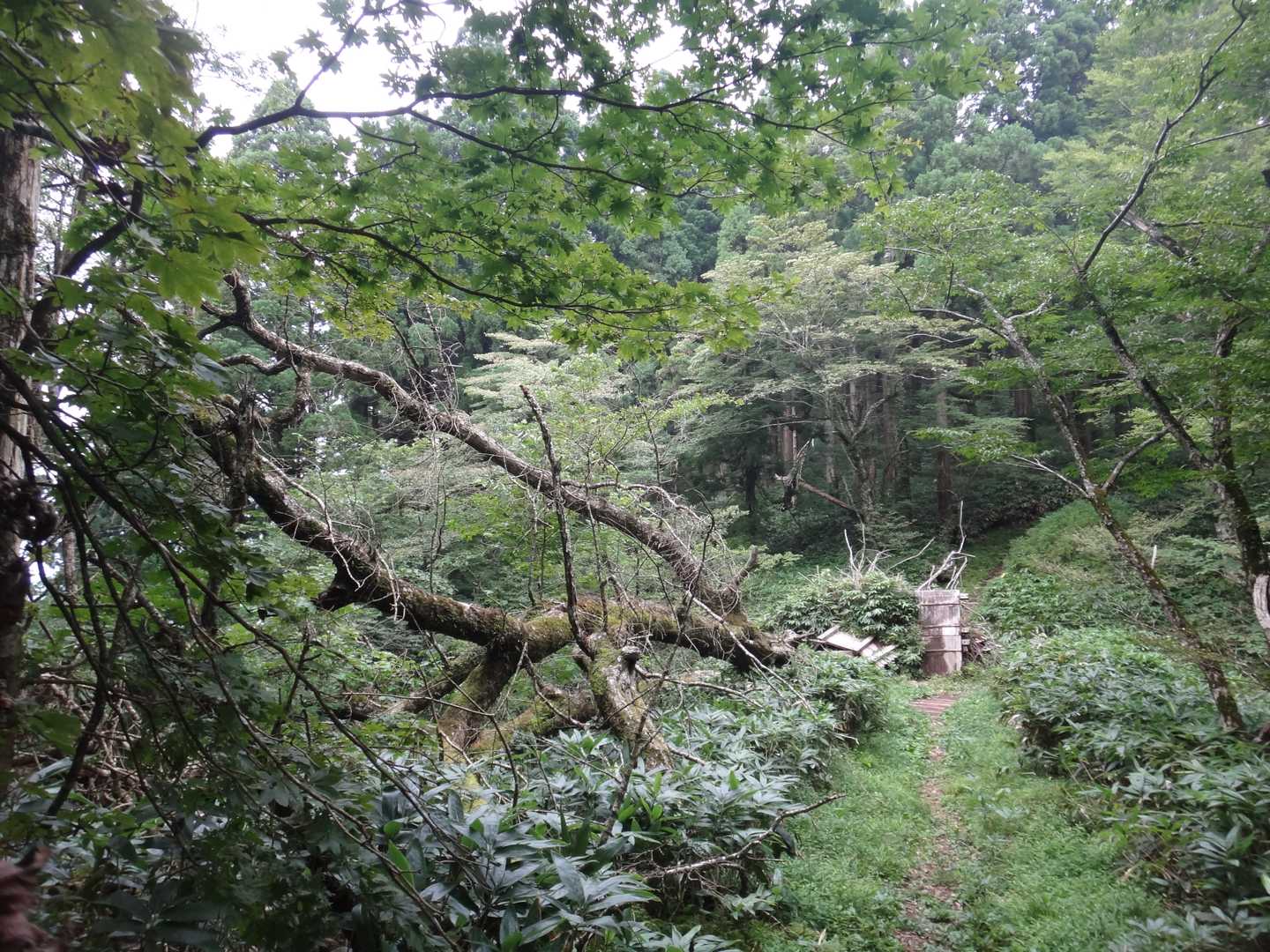 推定６００年の安蔵寺山名物のなら太郎（ミズナラの巨木）が・・・