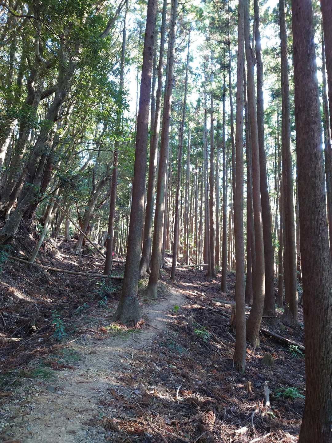 石尊山 往復コースの写真