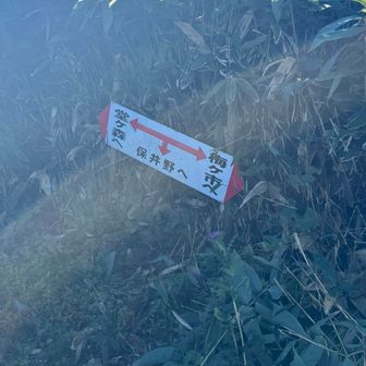 保井野登山口からは、四国三大急登らしい！伊予富士も、諸説あり^_^