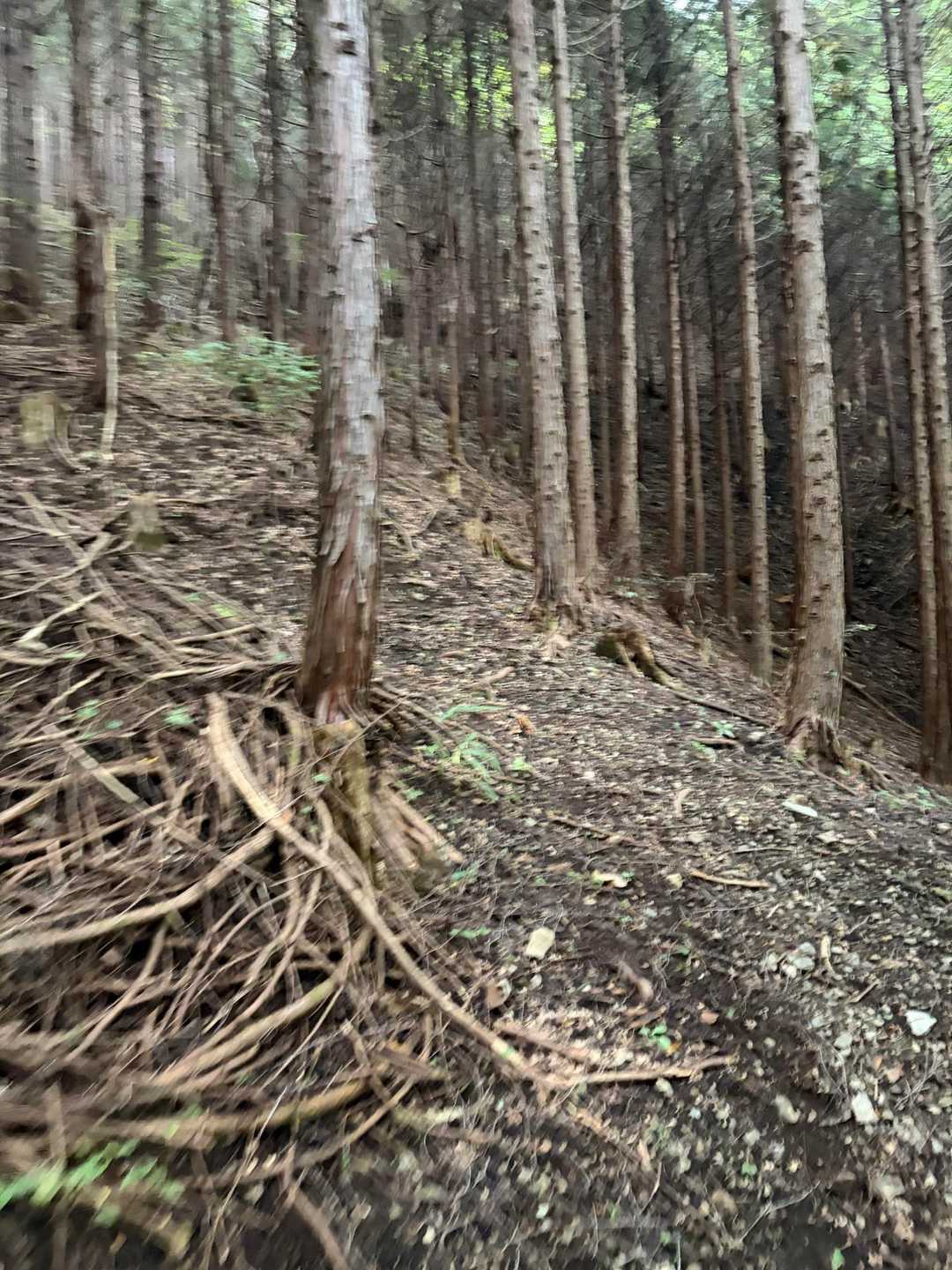 杉ノ峠登山口-杉ノ峠-父不見山 往復コースの写真