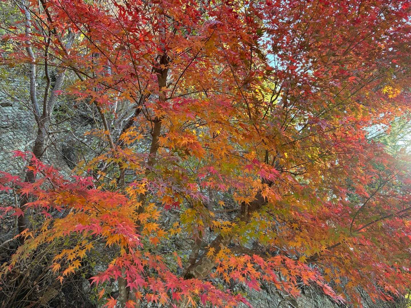 東照宮-瑠璃山 周回コースの写真
