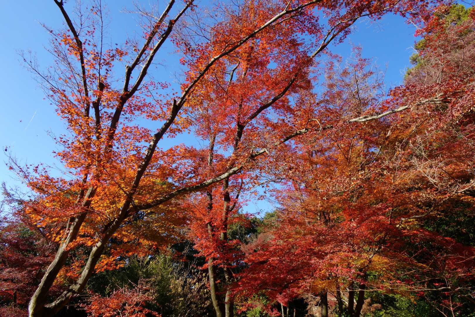 継鹿尾山-寂光院 周回コースの写真