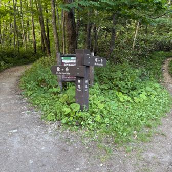 分かれ道は不思議🧚