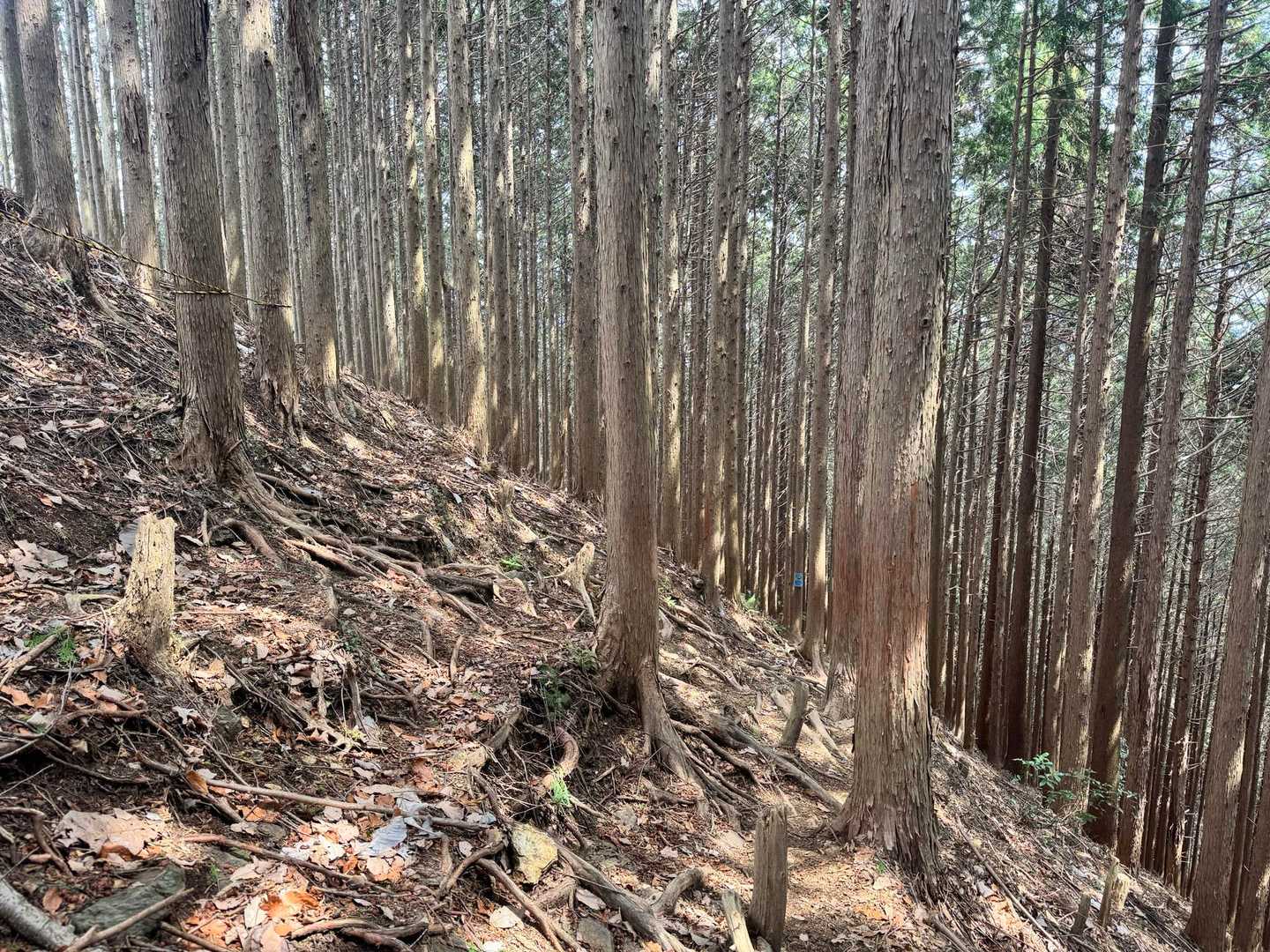 樹林帯