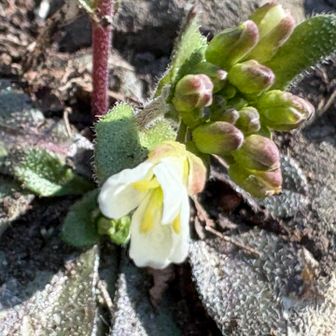 なんだっけ🤦‍♀️
そして、毎年お花の写真はボケる

ご指摘ありまして〜ハタザオだ💡‼️