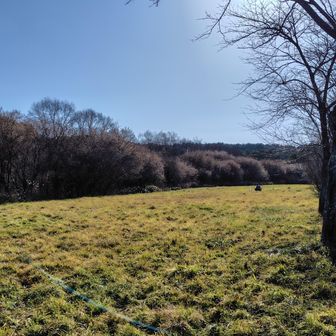 この広さをひとりで黙々と作業されています。
ここだけでなく、他にも駆除しないといけないところがあるそうで。
自分が生きている間に全部駆除できたらいいけどなあ、とおっしゃられていました。すごいお方です。
特定外来生物の持ち込みは動物でも植物でもダメ絶対。けっこう罰が重い犯罪です。