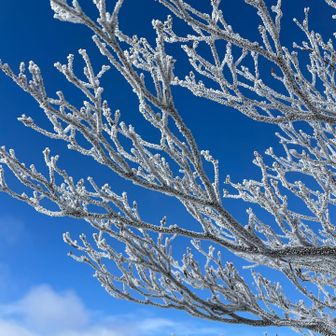 青空と霧氷❄️❄️✨✨