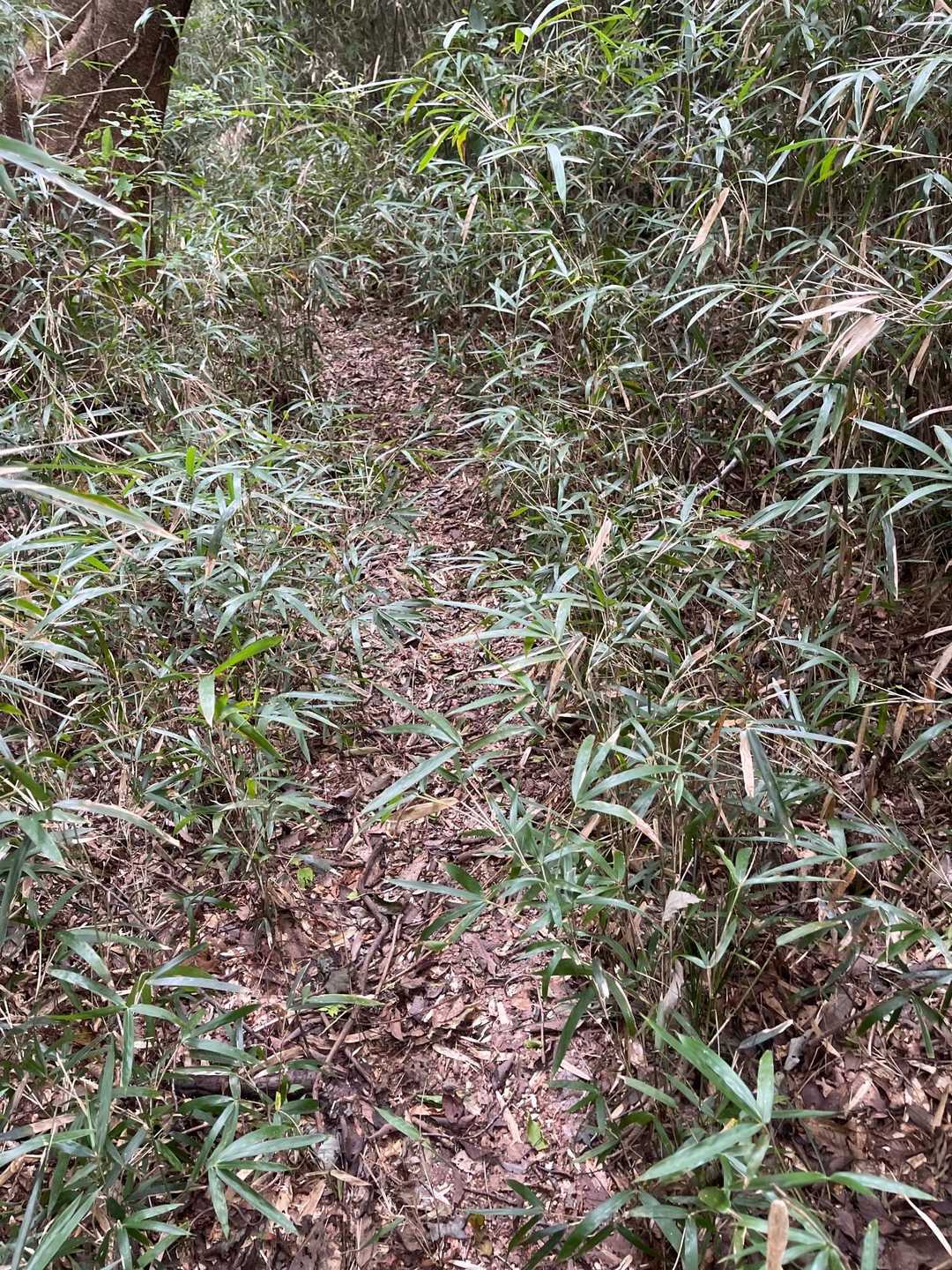 あたご天狗の森登山口-鐘転山 往復コースの写真