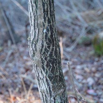さて、これから堂平山に登り返します。この樹はマユミ。もう実のカケラも残ってません。