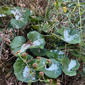 ツワブキの葉の上にも。