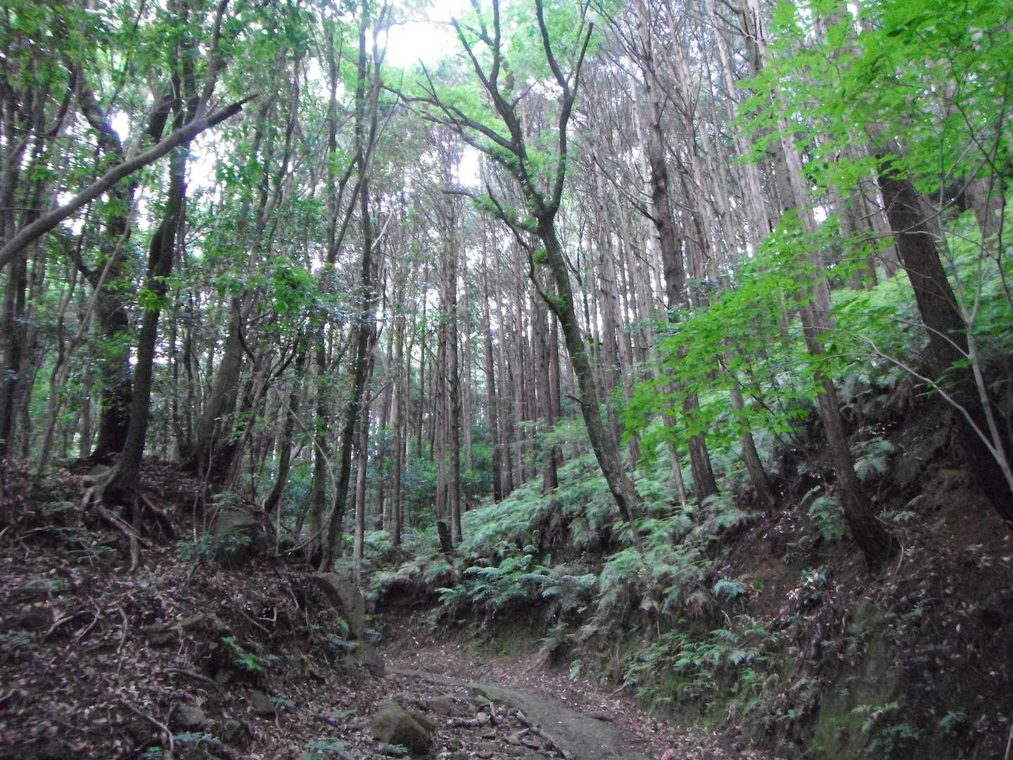 新緑が美しいです。