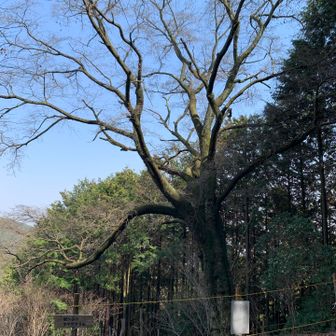 立派なヤマザクラ！咲くのは4月中頃だそうです🌸