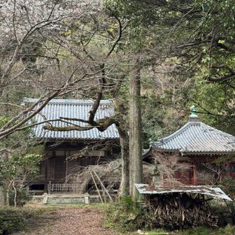 高貴寺境内
少し桜が咲いてました🌸