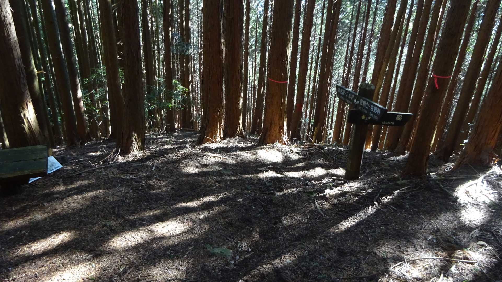 下山はほとんどトレランみたいに駆け下りていく。